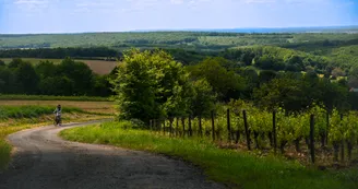 vignoble a velo