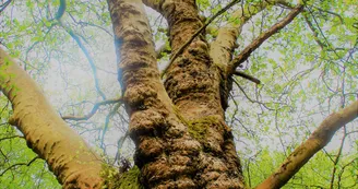 Platane des Fontaines de Vaux