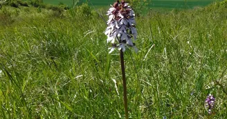 orchidées © Élise BITAULT