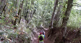 Forêt des Bertranges à St Aubin-les-Forges