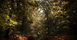 Forêt des Bertranges