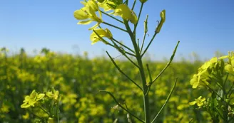 2017-05-25 Moutarde en Fleur CP