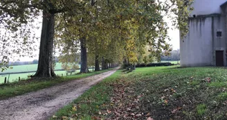 l'avenue de platanes